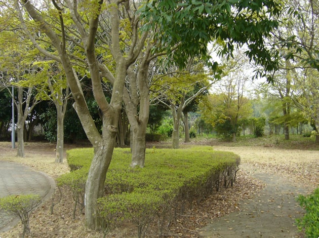 緑豊かな公園で、わんことお散歩も楽しめます。