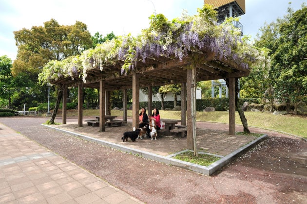 藤の季節には、紫色の花が美しく映えるベンチで休憩もオススメ。