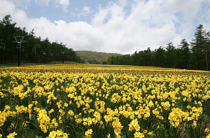 水仙が一面に咲き誇り、まるで黄色い絨毯のよう。4月下旬から楽しめます。
