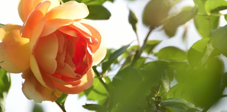 ナチュラルスタイルのローズガーデンには、5月上旬から6月上旬にかけて咲き誇ります。