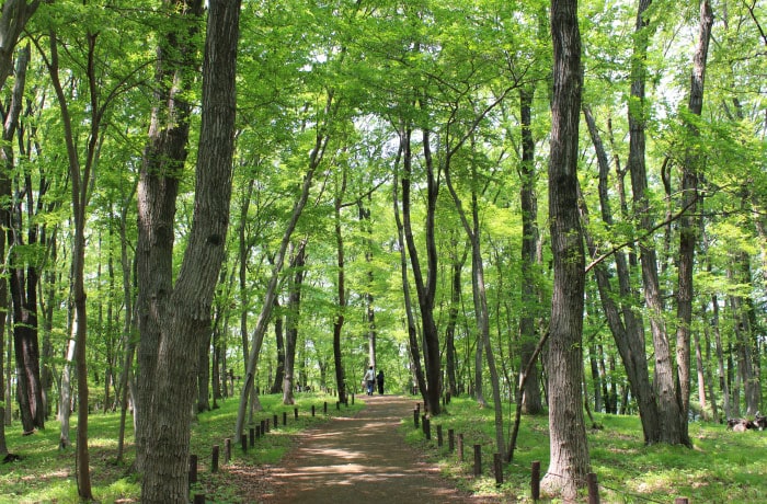 みのりの森はわんことお散歩するのに最適です！