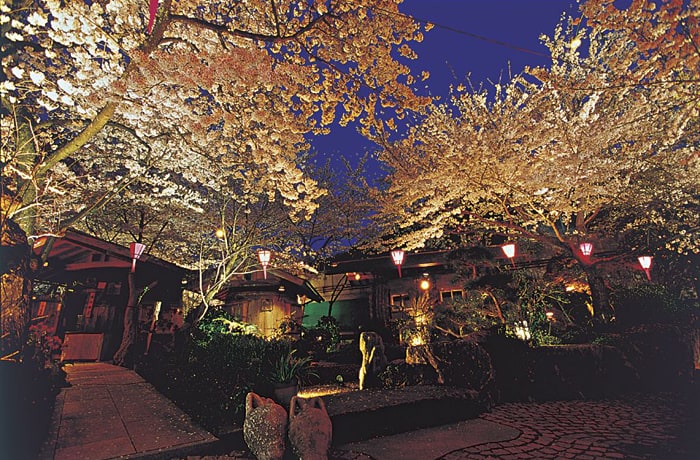 桜の時期は、たくさんのお客様が訪れます。夜桜もキレイ！