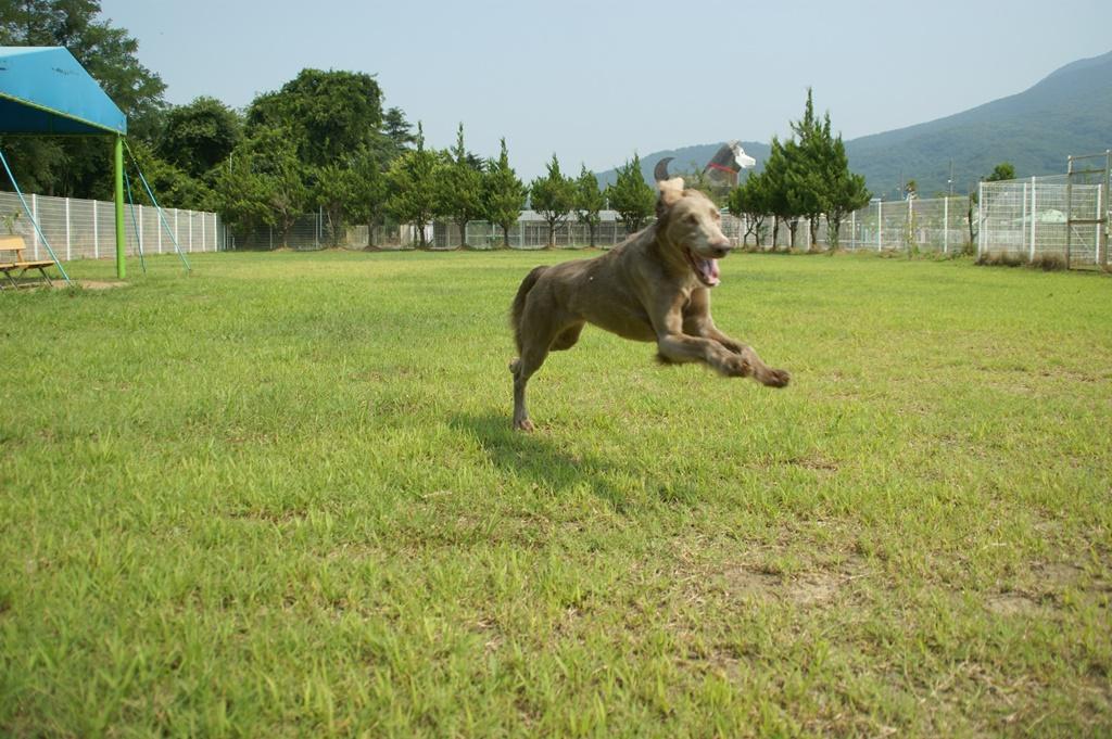 大型犬も広々走り回ることが出来る芝生のドッグラン。もちろん小型犬も利用OK！