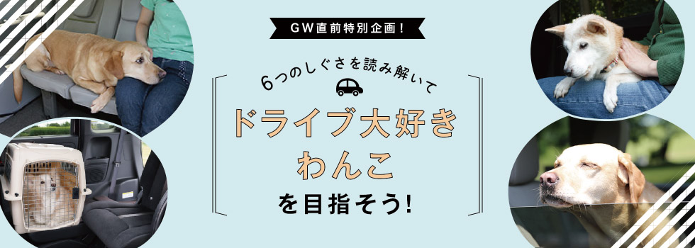 GW直前特別企画！6つのしぐさを読み解いてドライブ大好きわんこを目指そう！