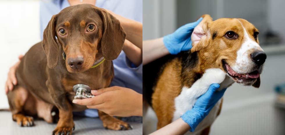 【獣医師監修】犬の健康診断は何歳から？検査内容・費用・注意点などを解説
