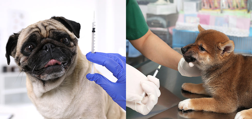 犬のワクチン接種はなぜ必要？ 種類や時期、費用をご紹介
