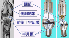 実際の人体構造とダミーの膝内部