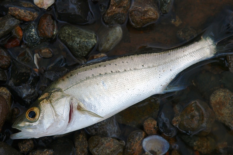 夏から秋にかけて朝夕のマヅメ時にイソメエサのブッ込み釣りでねらうと、25～30cmのセイゴの数釣りが楽しめる