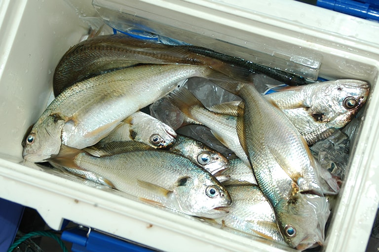 イシモチは海が荒れる前に大釣りがあります。時には船釣り以上の釣果に恵まれることも