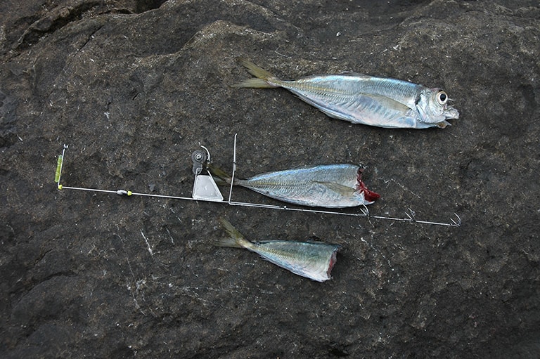 「ヤエン」という釣り方でエサに使われるアジ。アオリイカは小魚を捕らえると首の付近から先にかじり始めることが多い