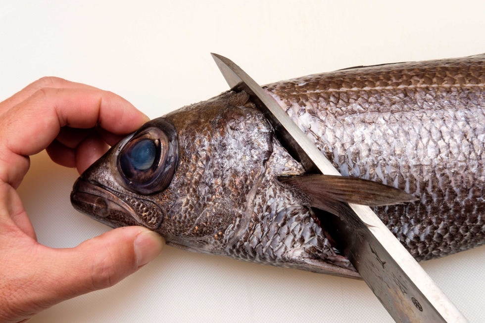 根魚や大中型魚の場合、頭を切り落とす時は胸ビレと腹ビレに沿って包丁を入れたら……