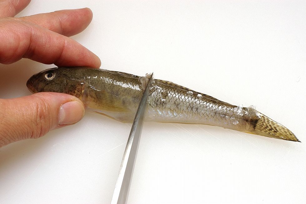 小魚であるハゼには小出刃が使いやすい。まずは体全体のウロコを引き落とす。ヒレ際にはウロコが残りやすいので、ていねいに行なう。