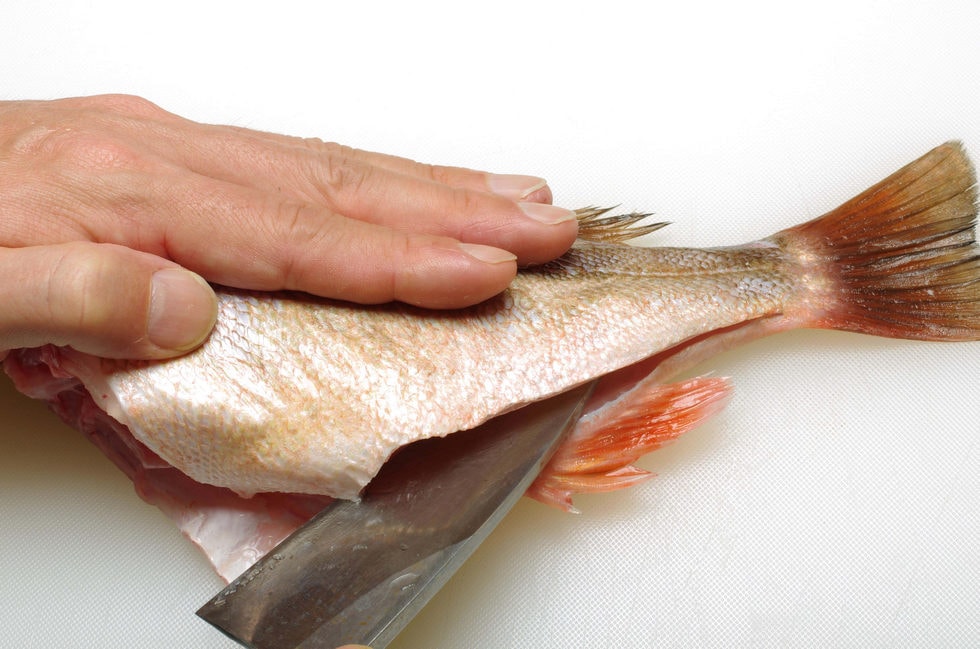 魚を反転させ、尻ビレに沿って腹身に切れ込みを入れる。