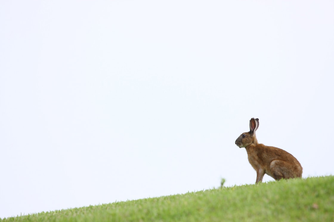 広大な敷地と環境の多様性という条件を満たすゴルフ場は生物にとって絶好の棲み家。ウサギが出現する確率は58％とけっこう高いのです。