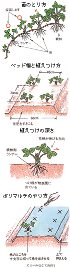 �C�`�S