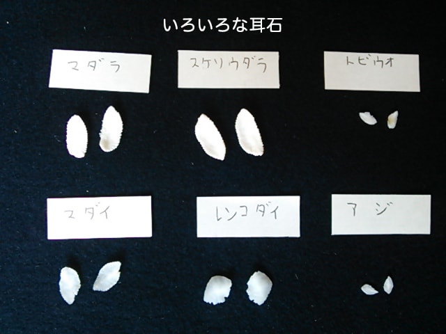 この'石'はサカナの種類によって形がちがうため、化石などで発見された時の種類の判別にも役立ちます。
