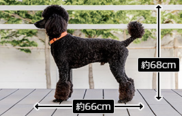 ブレイブくん：中型犬