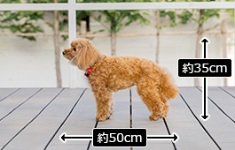 ハッピーちゃん：小型犬