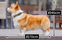 じゅうべえくん：中型犬