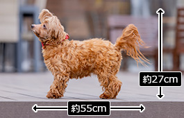 ららちゃん：小型犬