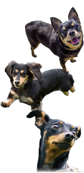 ちゃくろわんこ