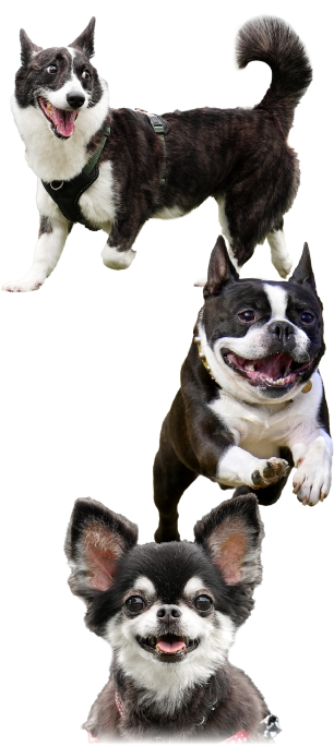 しろくろわんこ