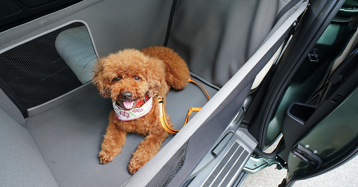 界 × スターフライヤー “飛行機内も宿泊も愛犬と一緒に過ごす温泉旅プラン” に愛犬用アクセサリーを提供