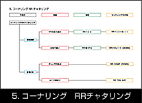 5. R[iO RR`^O