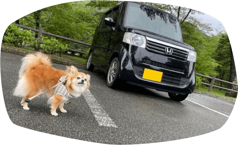 写真：駐車場でN BOXと一緒に映るチビちゃん（チワワ）