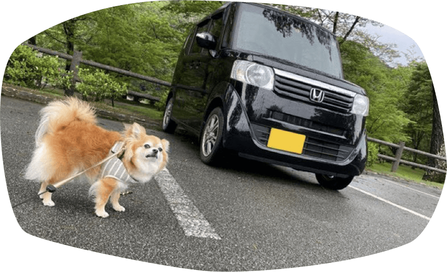 写真：駐車場でN BOXと一緒に映るチビちゃん（チワワ）