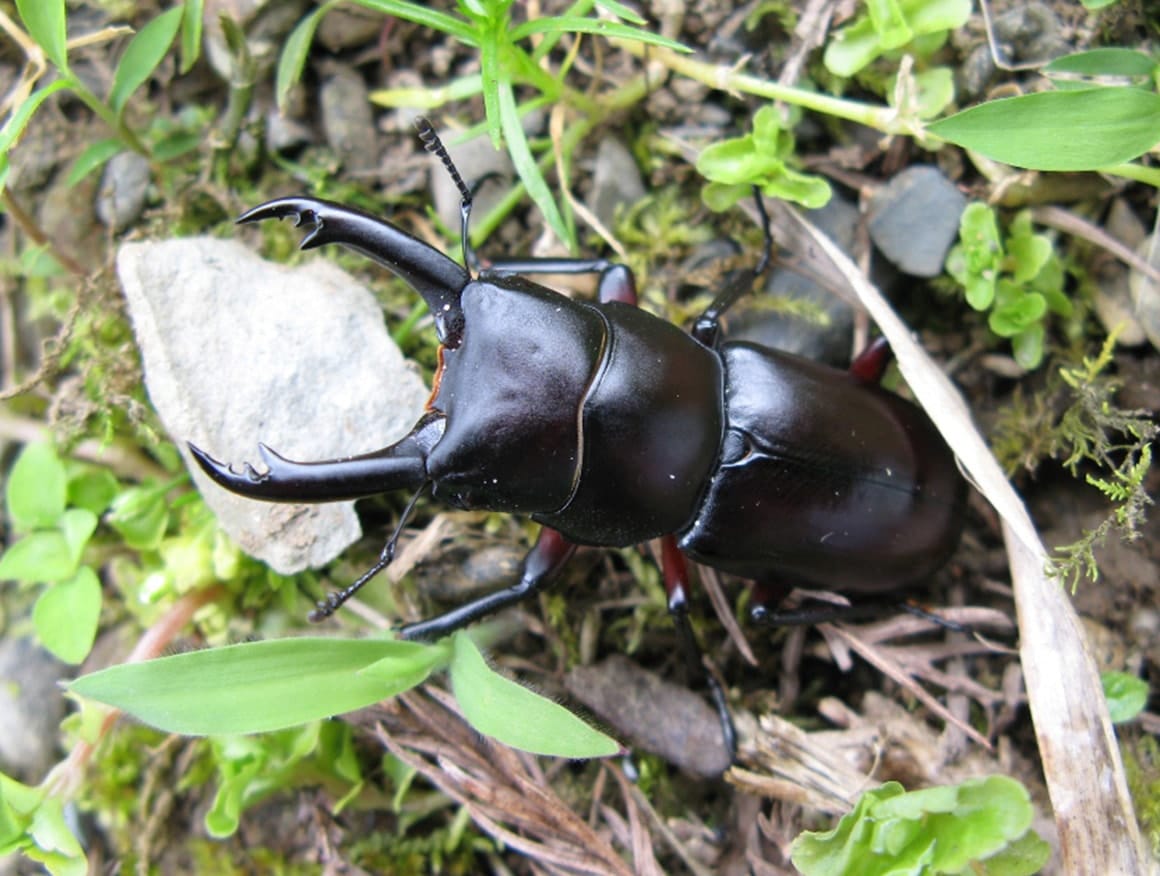 アカアシクワガタ