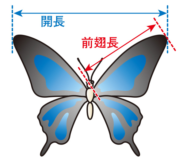 チョウの仲間の大きさについて