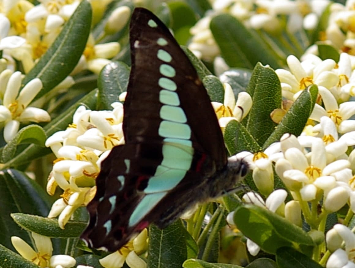アオスジアゲハ