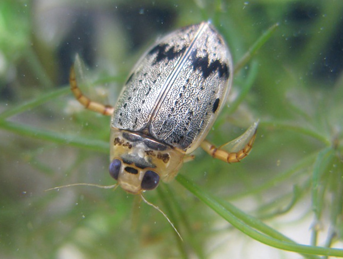 ハイイロゲンゴロウ