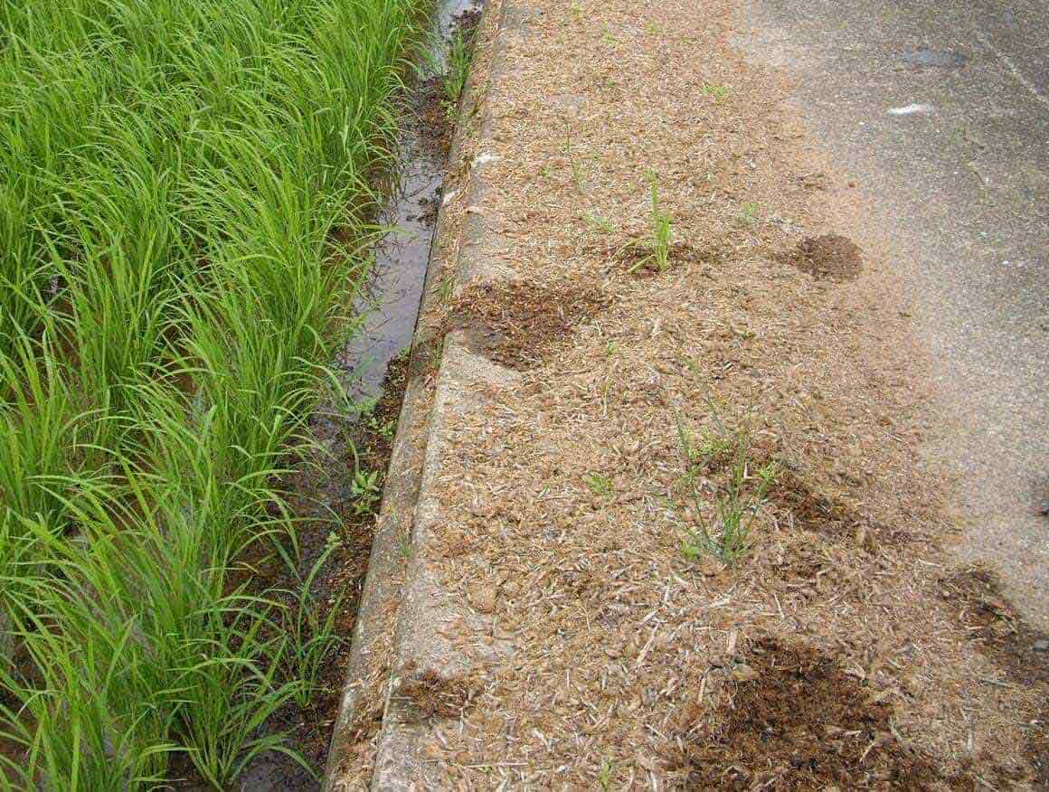 コンクリートの上に積もったわずかな土の中でも、蛹になることができる。写真は実際に蛹が見つかった場所