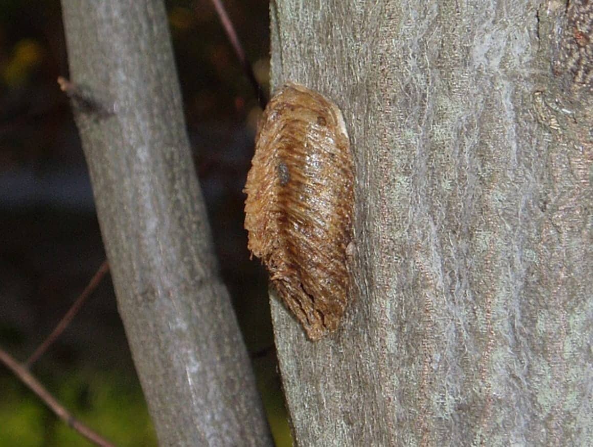 木の幹に産みつけられた、ハラビロカマキリの卵のう