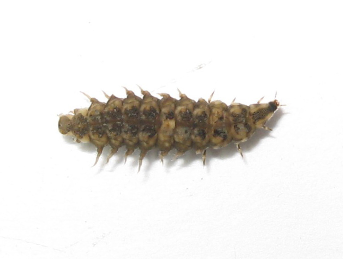 ヘイケボタルの幼虫は、水中にいて、成虫の姿とはだいぶ異なる