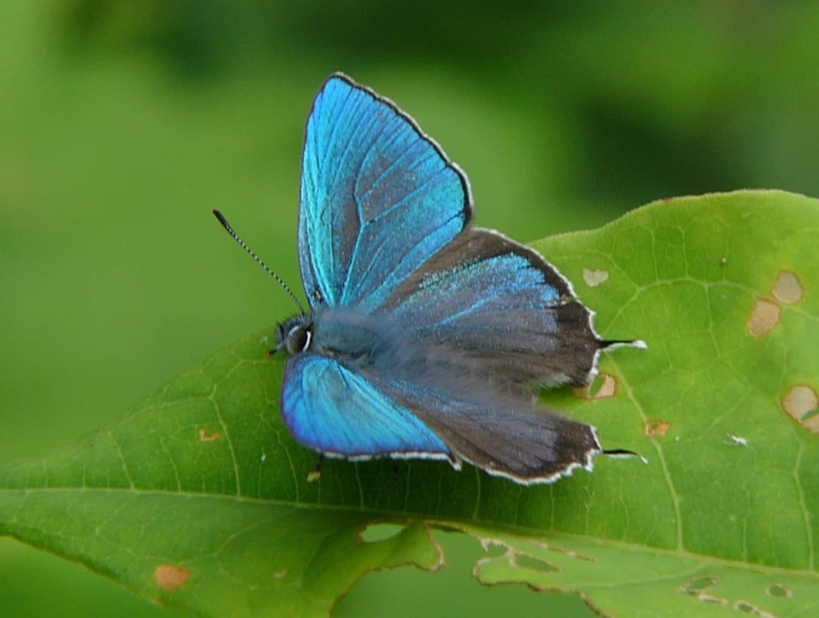 ジョウザンミドリシジミ