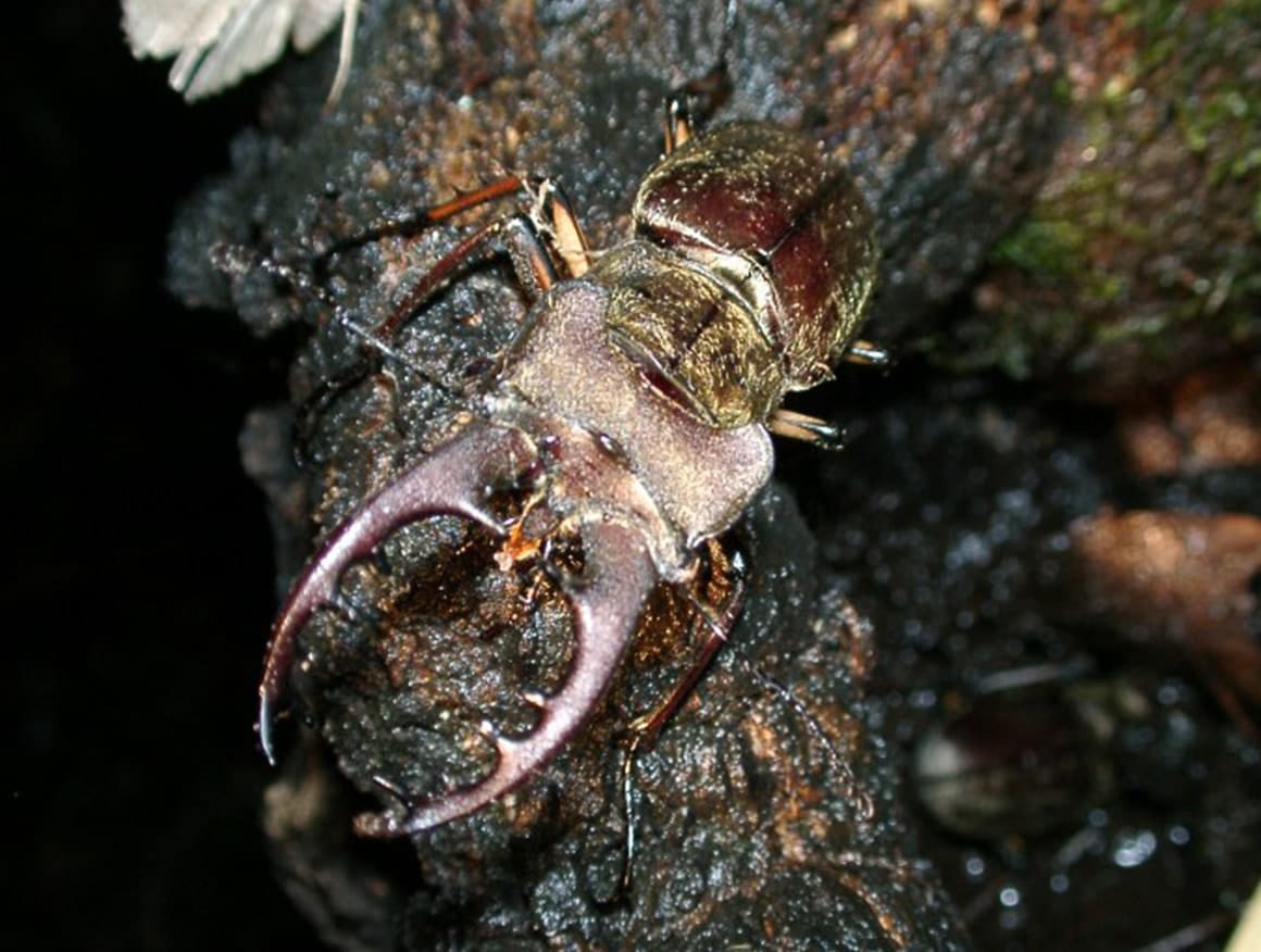 ミヤマクワガタ