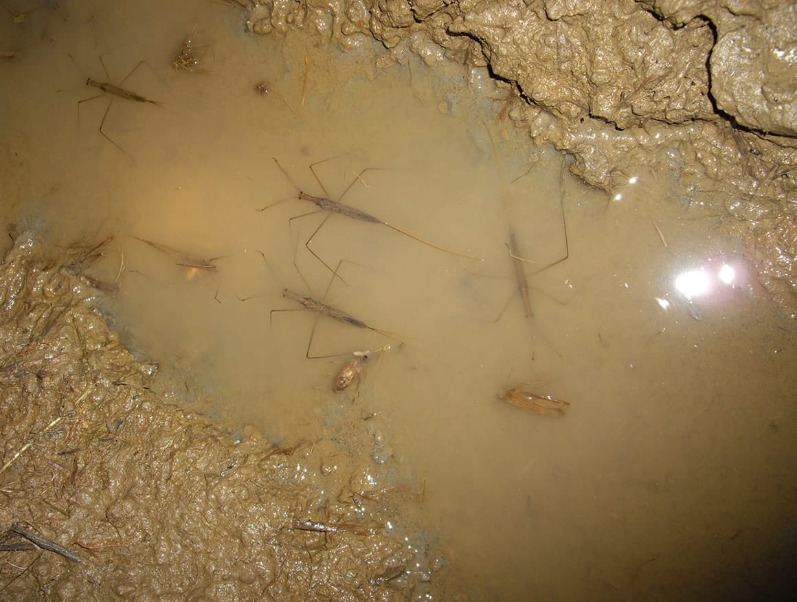 水田から水がなくなる時期には、残り少ない水溜まりで多数見つかることもある