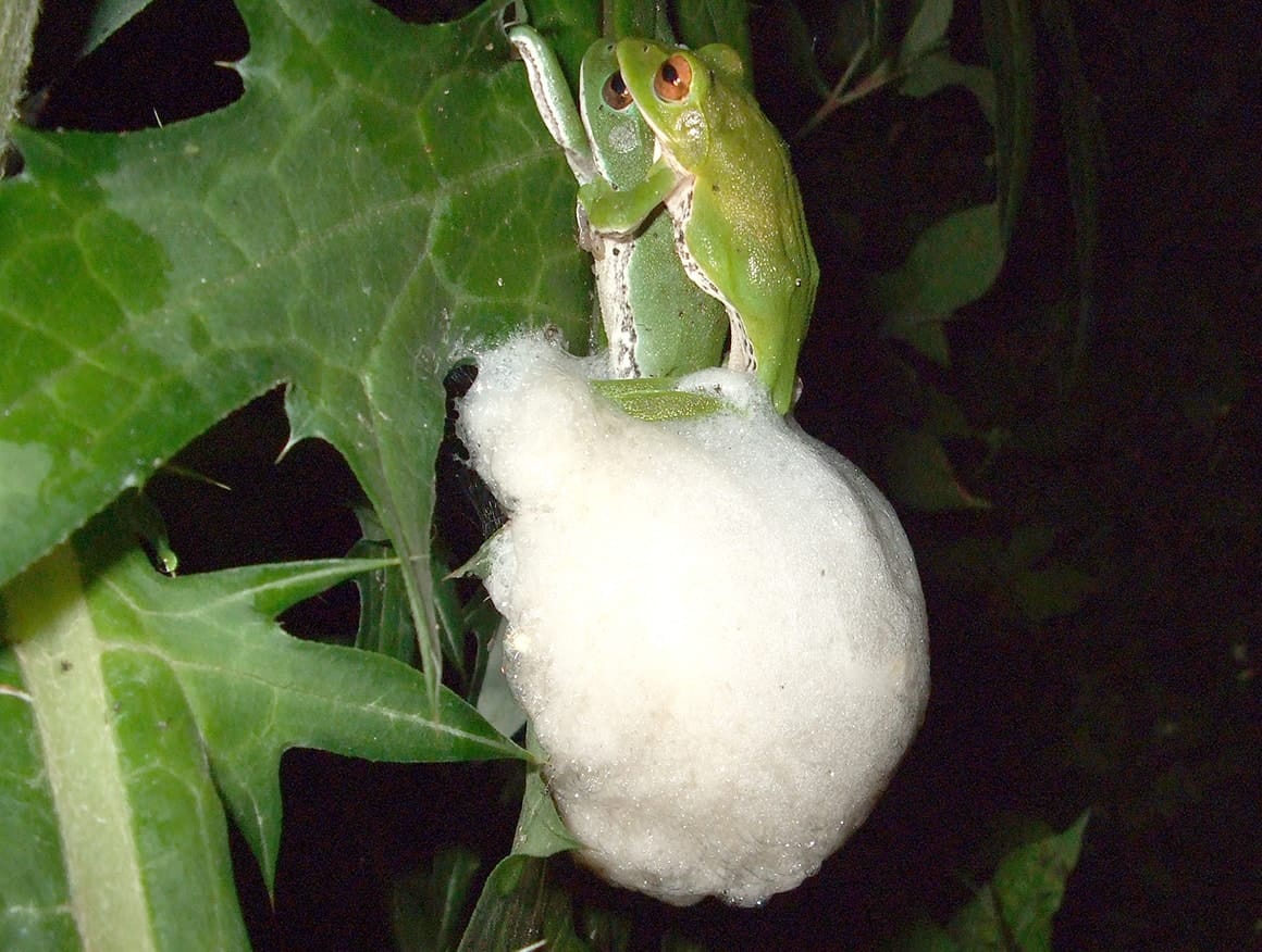 モリアオガエル