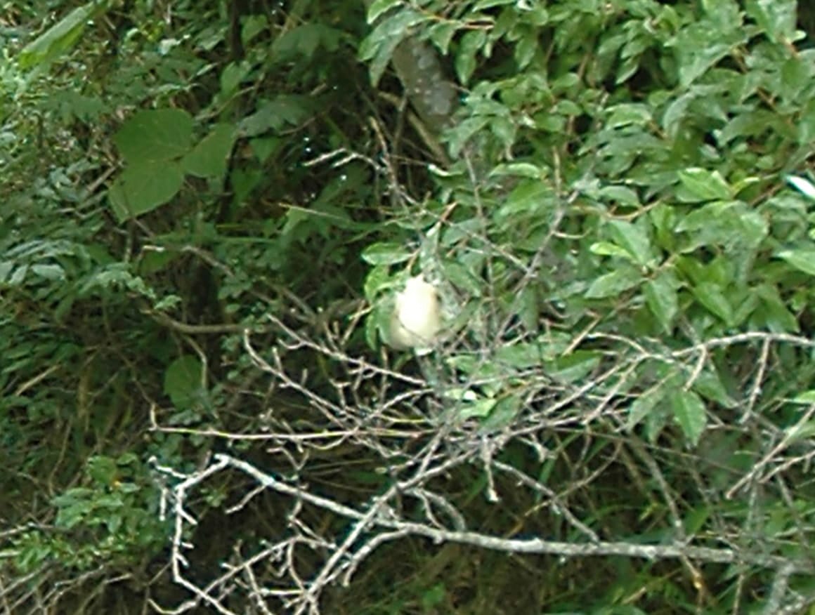 モリアオガエルの卵は、池の上に張り出した木や草などに産みつけられる