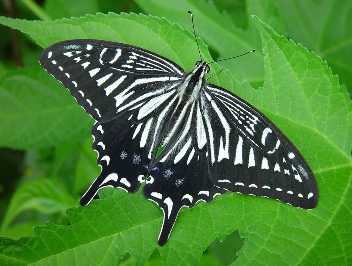 翅を広げたところ