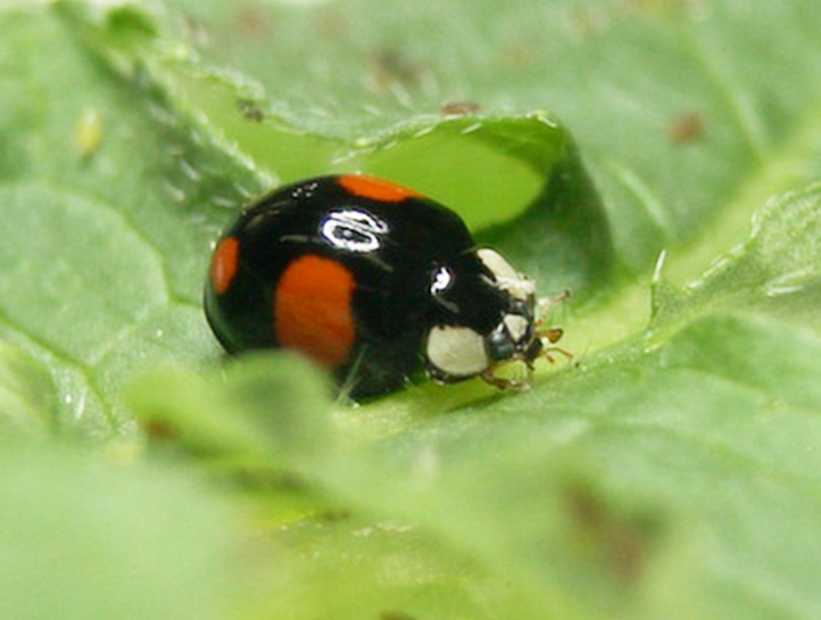 見た目は区別できないが、こちらは品種改良により飛べなくなったナミテントウ