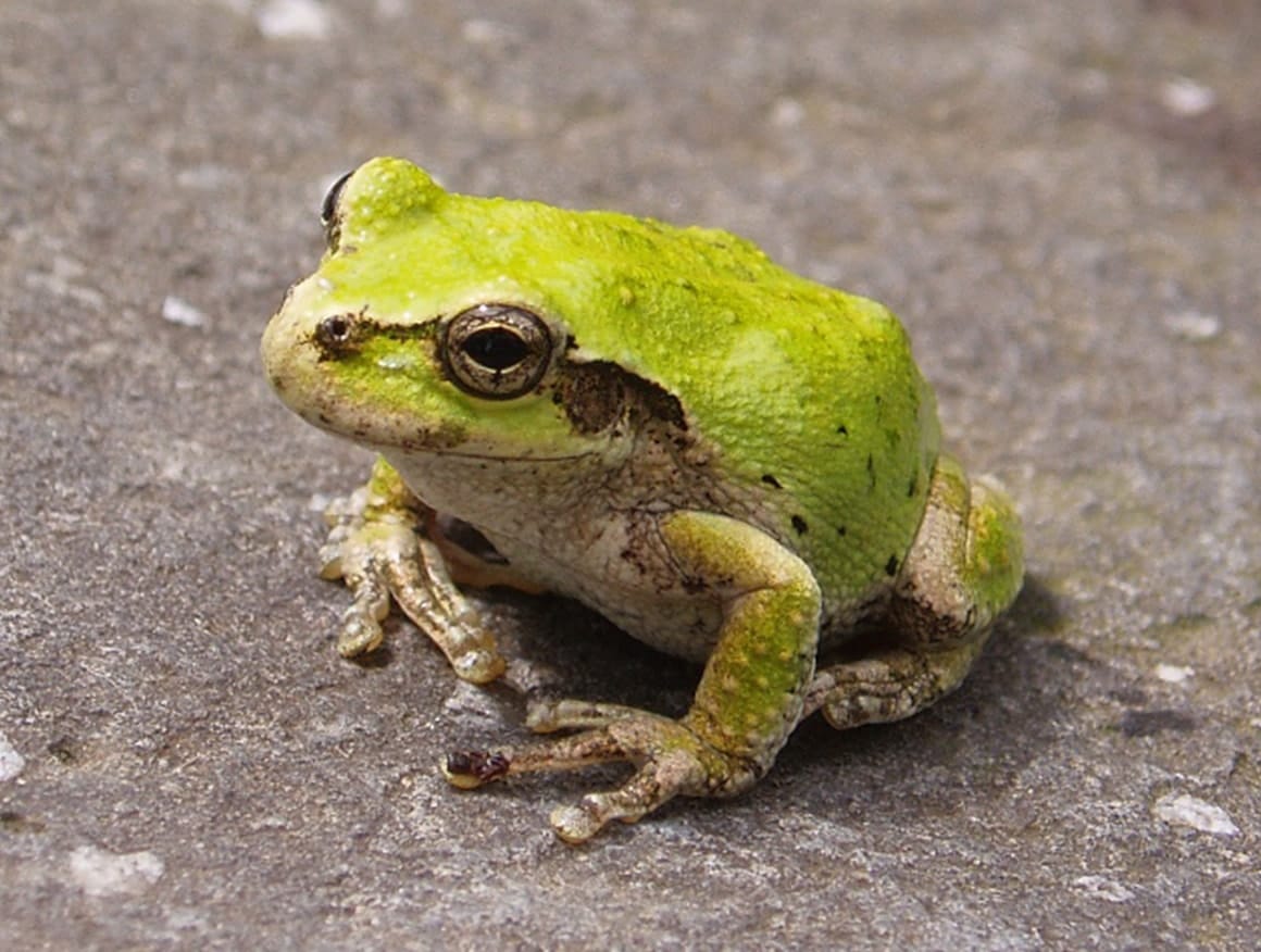 ニホンアマガエル