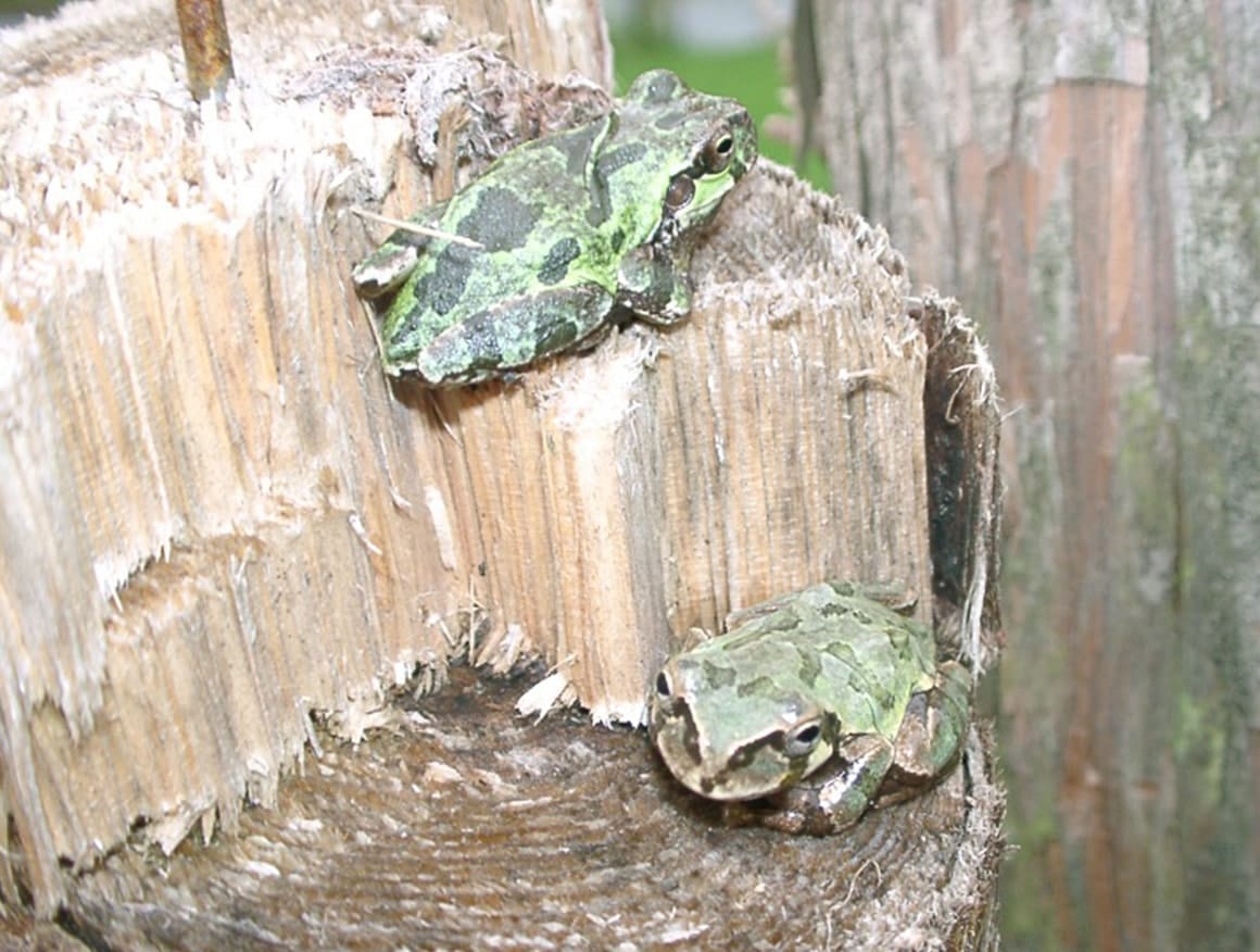 周囲の環境によって、体色は変化する