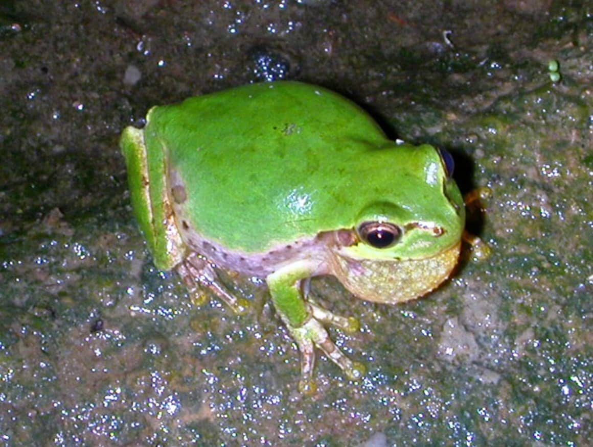 オスが鳴く時には、アゴの下の袋が大きくふくらむ