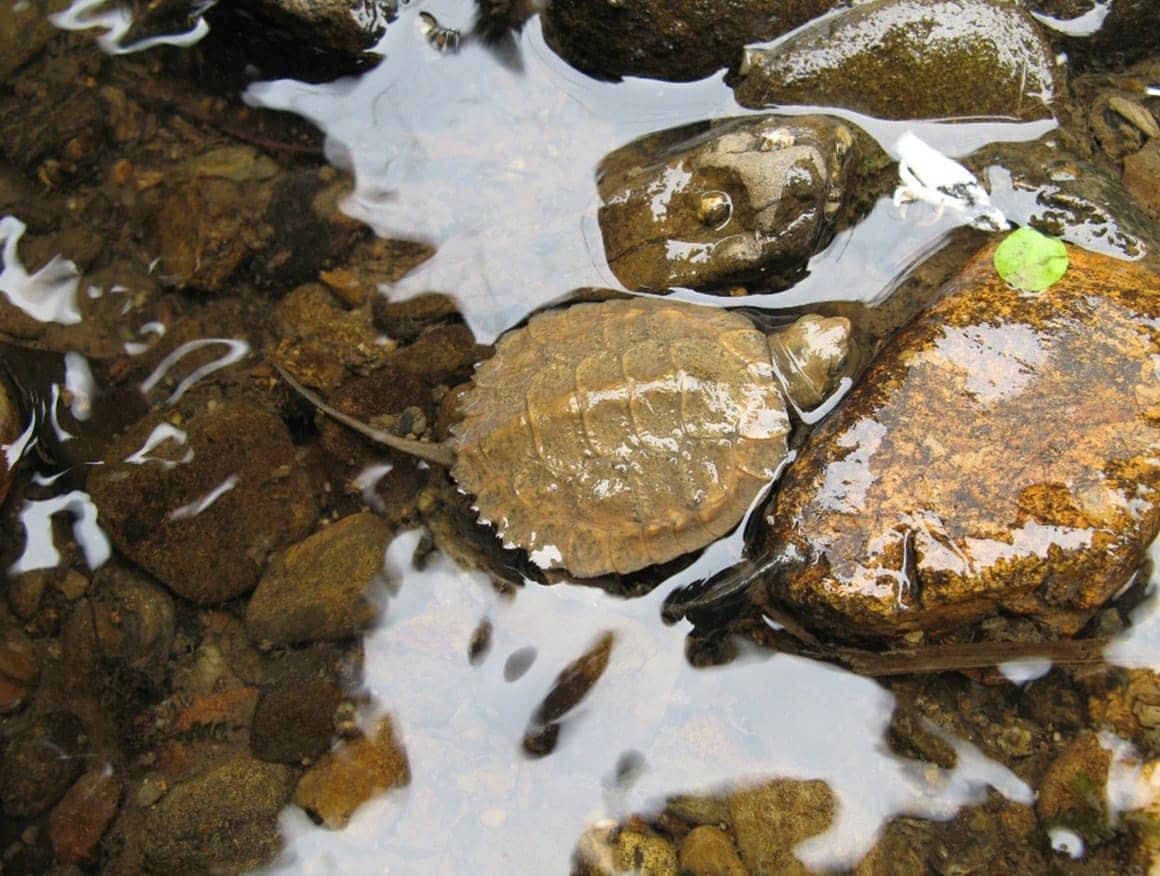 小さい個体には、甲羅の後ろにギザギザがある