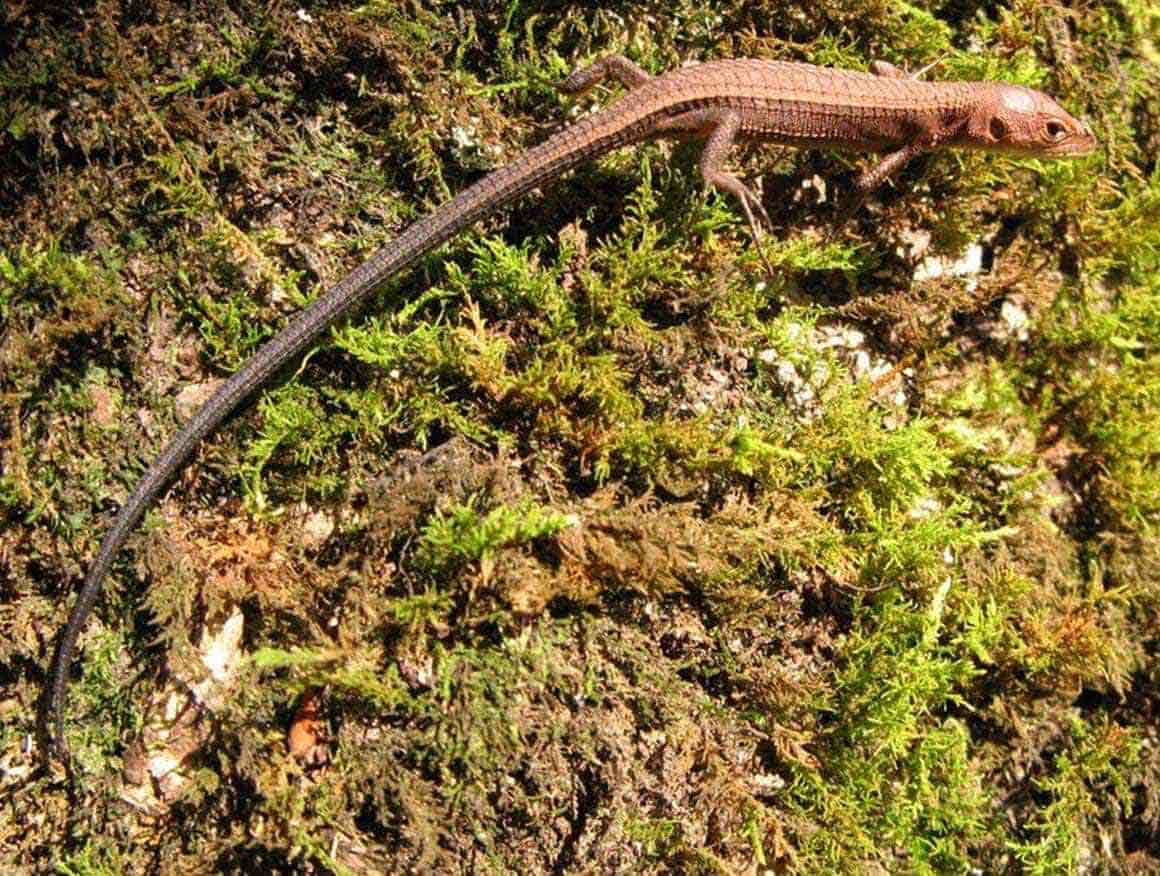 ニホンカナヘビ