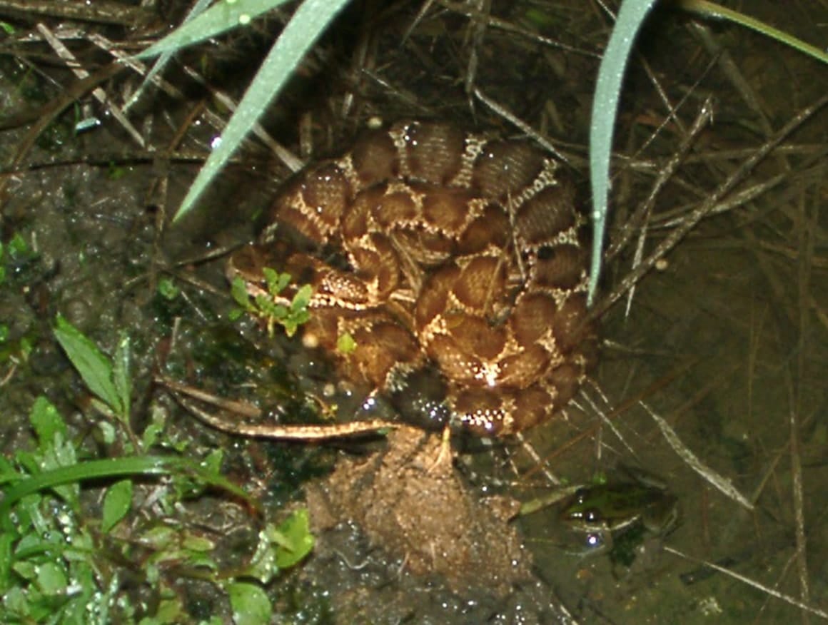 自然豊かな里山には多いヘビなので、要注意。ほかのヘビは人が近づくと逃げることが多いが、ニホンマムシはとぐろを巻いてじっとしていることが多く、誤って踏んでしまうこともある